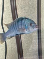 Mix Aquarium Vissen, Dieren en Toebehoren, Meerdere dieren, Parkiet