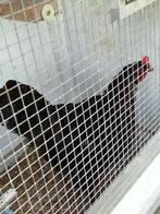 Een zwarte kip., Vogel