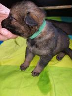 Raszuivere Duitse Herder pups, Dieren en Toebehoren, Honden | Herdershonden en Veedrijvers, Rabiës (hondsdolheid), 8 tot 15 weken