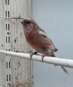 Meesgoudvink, Dieren en Toebehoren, Mannelijk, Tropenvogel, Geringd