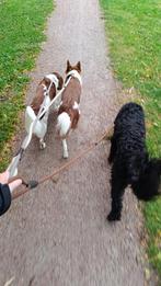 3 geweldige honden., Ophalen