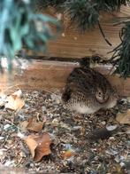 Chinese dwergkwartels, Dieren en Toebehoren, Meerdere dieren