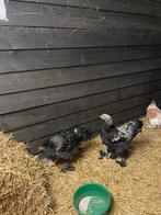 Bramha hennen en hanen, Dieren en Toebehoren, Pluimvee, Meerdere dieren, Kip