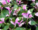 Tradescantia Blushing Bride stekjes, Ophalen of Verzenden