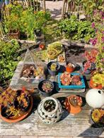 Sedum, Tuin en Terras, Planten | Tuinplanten, Ophalen, Bodembedekkers, Vaste plant, Halfschaduw