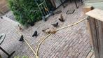 Diverse koppel watermaalse baardkriel, Dieren en Toebehoren, Pluimvee, Meerdere dieren, Eend