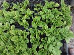 Hosta, Ophalen of Verzenden, Zomer, Overige soorten, Halfschaduw