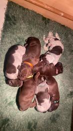 Pups staande jachthond (Vizsla, Duitse staande, Labrador), Dieren en Toebehoren, December, Meerdere dieren