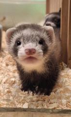 Fretten / frettenpups, Meerdere dieren, Na 1 juli 2024