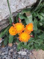 Biologische Oranje Havikskruid Zaden, Ophalen of Verzenden, Volle zon