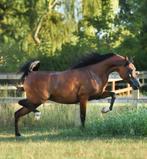Arabische volbloeds/ Arabier, Dieren en Toebehoren, Paarden, Merrie, Minder dan 160 cm, Gechipt, Niet van toepassing