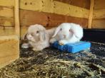 Lieve jonge minilop x NHD voedster, Vrouwelijk, Dwerg, Hangoor, 0 tot 2 jaar