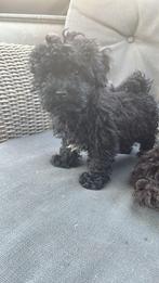 2 toy poedel reutjes zoeken nog een warm huisje, Dieren en Toebehoren, Rabiës (hondsdolheid), 8 tot 15 weken, Meerdere, Nederland