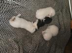 Kittens ter adoptie, Meerdere dieren, Gechipt, 0 tot 2 jaar