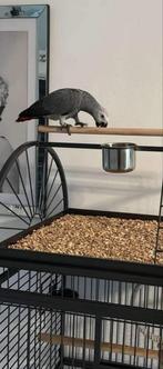 Grijze roodstaart, Dieren en Toebehoren, Vogels | Parkieten en Papegaaien, Vrouwelijk, Papegaai, Tam