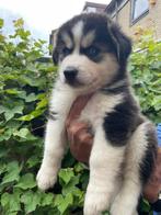 Mooie husky pups, Dieren en Toebehoren, Rabiës (hondsdolheid), 8 tot 15 weken, Poolhond, Meerdere