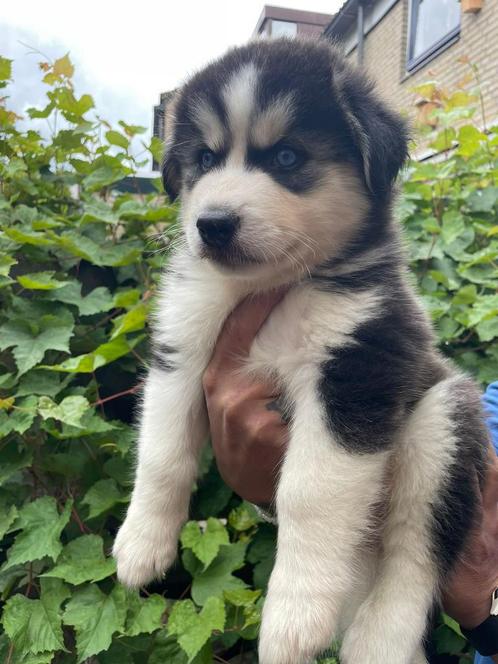Mooie husky pups, Dieren en Toebehoren, Honden | Poolhonden, Keeshonden en Oertypen, Meerdere dieren, Poolhond, Particulier, Meerdere