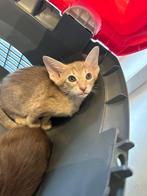 Oosterse Korthaar kittens 13 September - zuiver ras!, Dieren en Toebehoren, Katten en Kittens | Raskatten | Korthaar, Meerdere dieren