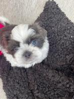 Shih tzu pup, Dieren en Toebehoren, Honden | Chihuahua's en Gezelschapshonden, 8 tot 15 weken, Eén hond, Nederland, Particulier