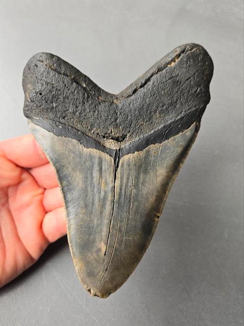 Megalodon Tand - USA - 15,2cm, Verzamelen, Mineralen en Fossielen, Fossiel, Ophalen of Verzenden