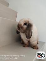 Minilop konijn zoekt knuffelhuisje, Dieren en Toebehoren, Konijnen, Vrouwelijk, Dwerg, Hangoor, 0 tot 2 jaar