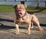 American Bully Micro - XL-XXL Tri color dekreuen, Reu, Parvo, Meerdere, 3 tot 5 jaar