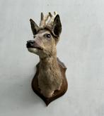 Hertekop, ree met gewei - taxidermie - bast wintergewei, Verzamelen, Dierenverzamelingen, Ophalen of Verzenden, Gebruikt, Hert