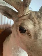 Prachtige grote hertenkop met intact gewei. TAXIDERMIE., Huis en Inrichting, Woonaccessoires | Overige, Ophalen