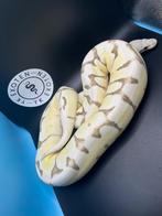 Koningspython Enchi Spider Desert Ghost dame, Slang, 0 tot 2 jaar