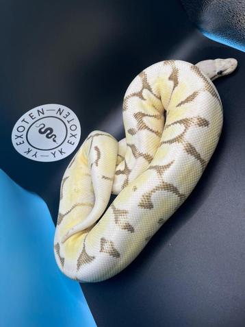 Koningspython Enchi Spider Desert Ghost dame beschikbaar voor biedingen