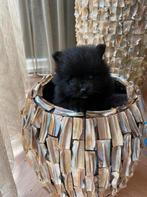 Pommeriaan reu, Dieren en Toebehoren, Keeshond, Reu, 8 tot 15 weken, CDV (hondenziekte)