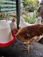 Legkippen, Vrouwelijk, Kip