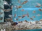 Aulonocara Red Flush Malawi Cichliden, Vis, Zoetwatervis