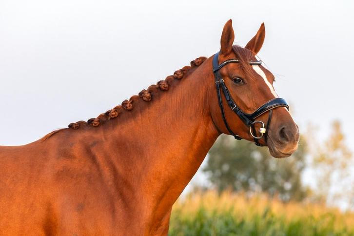 Leaser/halve stal gezocht voor 6 jarige merrie, Dieren en Toebehoren, Paarden en Pony's | Overige Paardenspullen, Nieuw, Ophalen of Verzenden