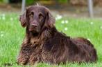 Kruising Flatcoated Retriever / Duitse Staande langhaar pups, Dieren en Toebehoren, Honden | Niet-rashonden, CDV (hondenziekte)