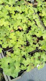 Geranium Philippe Vapelle, Tuin en Terras, Planten | Tuinplanten, Vaste plant, Halfschaduw, Zomer, Ophalen