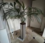 Kentiapalm (Howea forsteriana) - Kamerpalm met pot!, Ophalen, 100 tot 150 cm, Palm, Halfschaduw