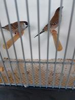 Te koop koppel ceres amadine, Meerdere dieren, Tropenvogel