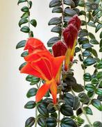 Columnea gloriosa 2 stekken bundel - geworteld, Tuin en Terras, Bloembollen en Zaden, Ophalen of Verzenden, Voorjaar, Volle zon