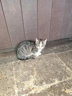 Jonge poes, kitten, Dieren en Toebehoren, Katten en Kittens | Overige Katten, Geslacht onbekend, Kortharig, 0 tot 2 jaar