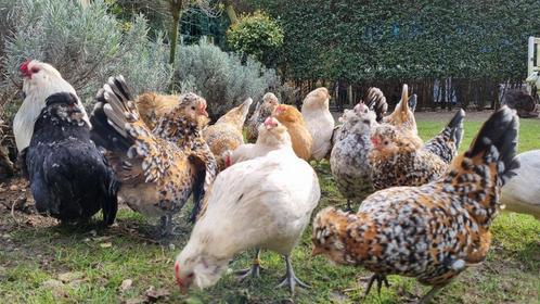 Baardkriel broedeieren te koop, Dieren en Toebehoren, Pluimvee, Kip, Geslacht onbekend