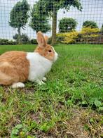 Mooie Hollander ram te koop, Dieren en Toebehoren, Konijnen, Mannelijk, Middelgroot, 0 tot 2 jaar