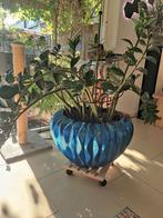 inclusief plant, heel groot, Ophalen, Halfschaduw, Minder dan 100 cm