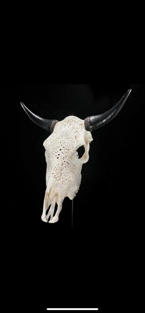 Mooie stieren schedel met gravures, Antiek en Kunst, Kunst | Beelden en Houtsnijwerken, Ophalen of Verzenden