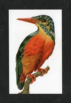 IJsvogel Alcedo Athhis IJsvogel op Tak., Ophalen of Verzenden, 1980 tot heden, Ongelopen, Vogel