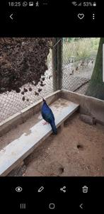 diverse fazanten  ( Edwards, koning, goud, zilver, lady ), Dieren en Toebehoren, Overige soorten, Meerdere dieren