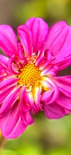 Dahlia 104, Tuin en Terras, Ophalen of Verzenden