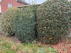2x hulst en 1x Venijnboom (taxus) zeer groot (kerst), Ophalen, Bloeit niet, Halfschaduw, Overige soorten