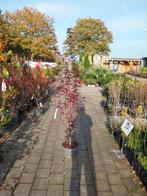 Acer Skeeters Broom - Japanse Esdoorn, Tuin en Terras, Bloeit niet, Halfschaduw, Overige soorten, Ophalen