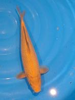 hoge kwaliteit chagoi 35 cm zeer mooi koi, Dieren en Toebehoren, Vissen | Vijvervissen, Karper of Koi